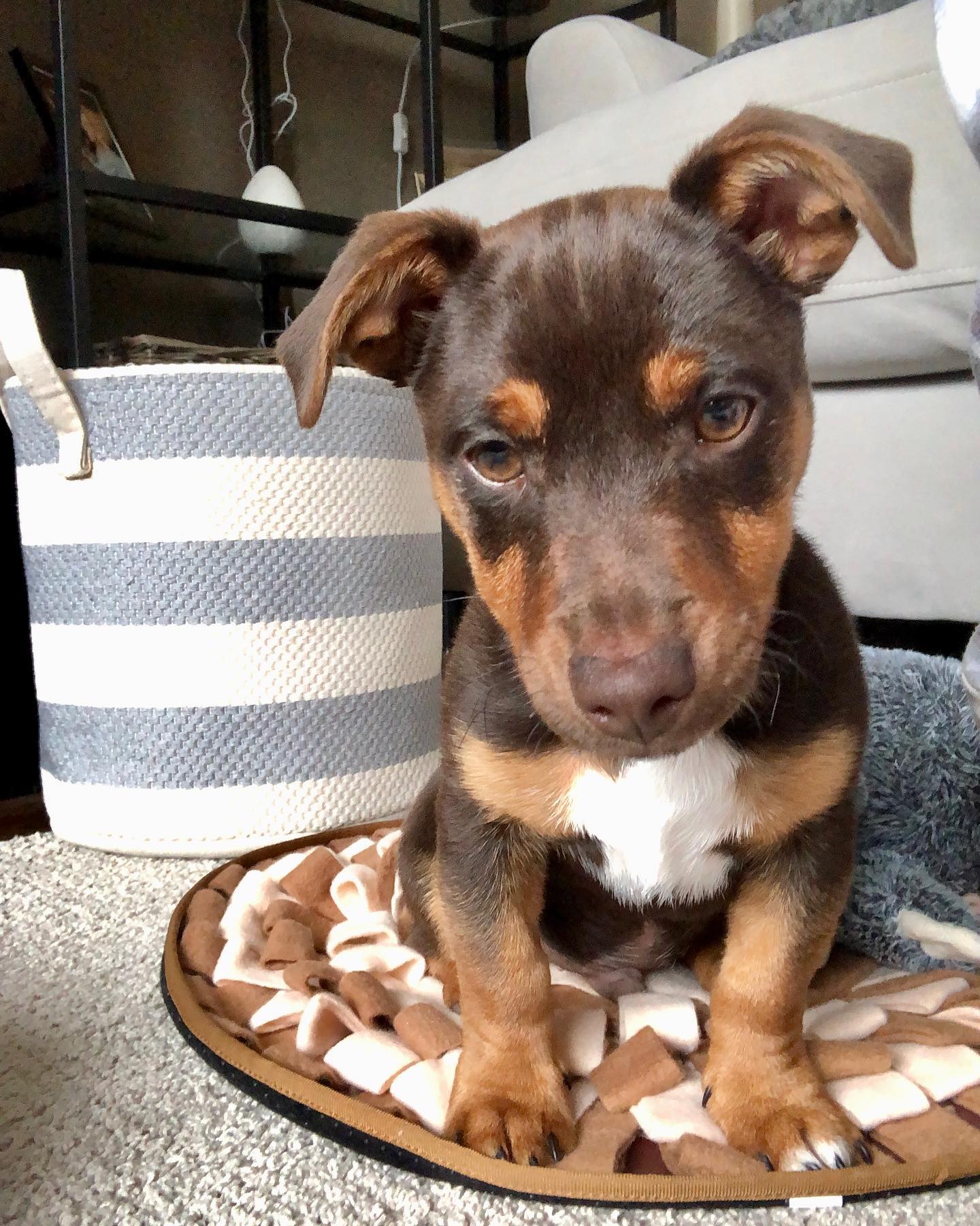 Rocco