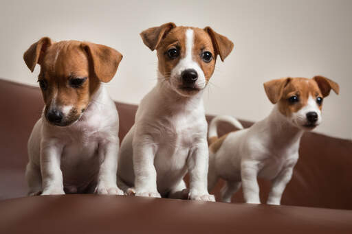 Holding a Jack Russell Puppy